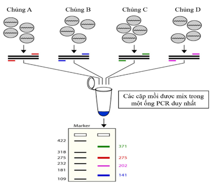Illustration-of-the-multiplex-real-time-PCR- process-in-syndromic-testing
